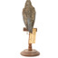 Bluebird perching on wooden mount facing forward