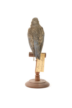 Bluebird perching on wooden mount facing forward