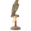 Bluebird perching on wooden mount facing forward