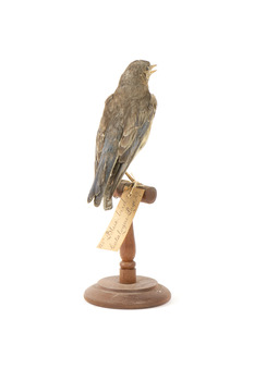 Bluebird perching on wooden mount facing forward