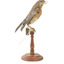 Bluebird perching on wooden mount facing forward