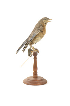 Bluebird perching on wooden mount facing forward