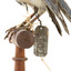 Bluebird perching on wooden mount facing forward