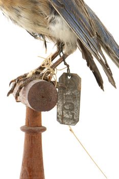Bluebird perching on wooden mount facing forward