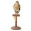 Bluebird perching on wooden mount facing forward