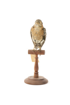 Bluebird perching on wooden mount facing forward