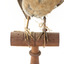 Bluebird perching on wooden mount facing forward