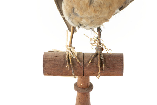 Bluebird perching on wooden mount facing forward