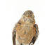 Bluebird perching on wooden mount facing forward