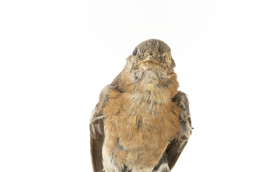 Bluebird perching on wooden mount facing forward