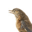 Bluebird perching on wooden mount facing forward