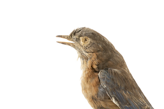 Bluebird perching on wooden mount facing forward