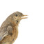 Bluebird perching on wooden mount facing forward