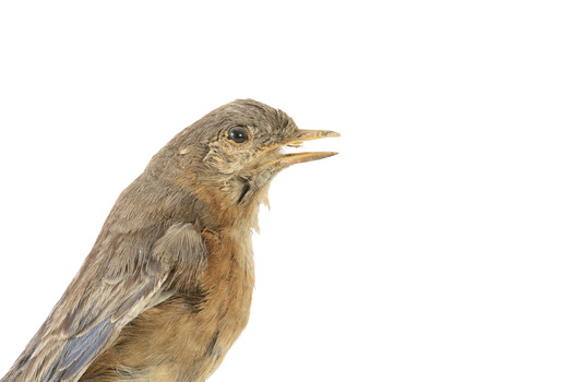 Bluebird perching on wooden mount facing forward