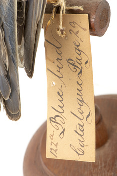 Image of swing-tag, see transcription