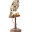 mistle thrush bird standing on a wooden mount facing fowards