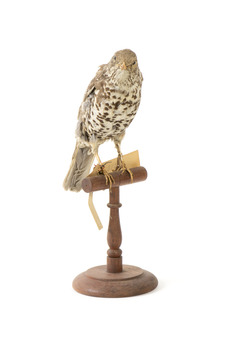 mistle thrush bird standing on a wooden mount facing fowards