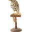 mistle thrush bird standing on a wooden mount facing fowards