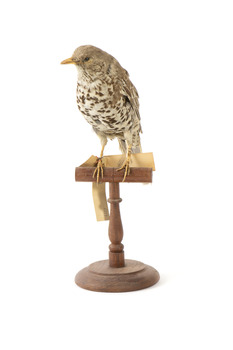 mistle thrush bird standing on a wooden mount facing fowards