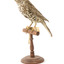 mistle thrush bird standing on a wooden mount facing right