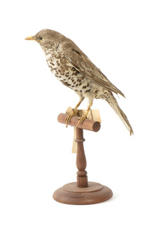 mistle thrush bird standing on a wooden mount facing right
