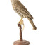 mistle thrush bird standing on a wooden mount facing right