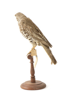mistle thrush bird standing on a wooden mount facing right