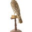 mistle thrush bird standing on a wooden mount facing backwards / right