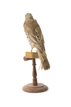 mistle thrush bird standing on a wooden mount facing backwards / right