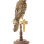 mistle thrush bird standing on a wooden mount facing backwards / left)