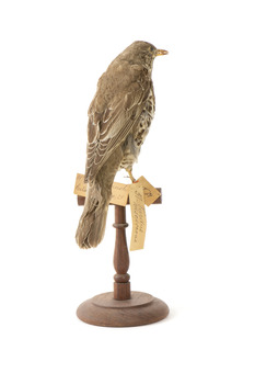 mistle thrush bird standing on a wooden mount facing backwards / left)