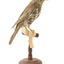 mistle thrush bird standing on a wooden mount facing backwards / left