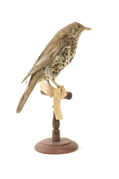 mistle thrush bird standing on a wooden mount facing backwards / left