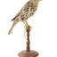 mistle thrush bird standing on a wooden mount facing left