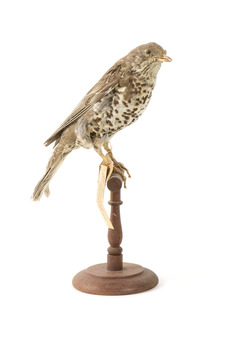 mistle thrush bird standing on a wooden mount facing left