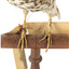 close up of a mistle thrush bird standing on a wooden mount facing forwards