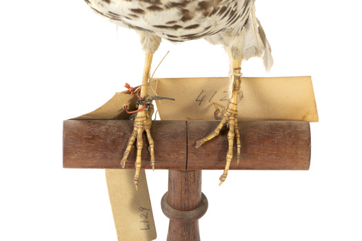 close up of a mistle thrush bird standing on a wooden mount facing forwards