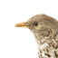 close up of a mistle thrush bird standing on a wooden mount facing right