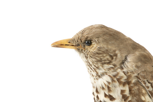 close up of a mistle thrush bird standing on a wooden mount facing right