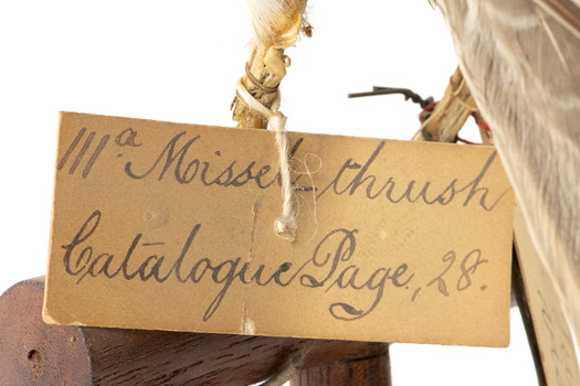 close up of swing-tag, see transcript