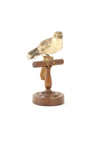 white-browed babbler bird standing on a wooden mount facing forward