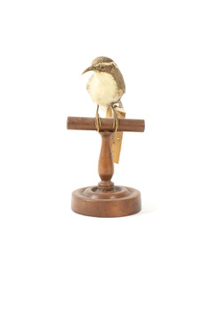 white-browed babbler bird standing on a wooden mount facing forward