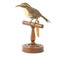 white-browed babbler bird standing on a wooden mount facing forward / right