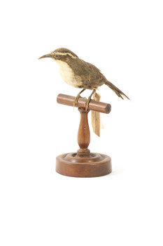 white-browed babbler bird standing on a wooden mount facing forward / right