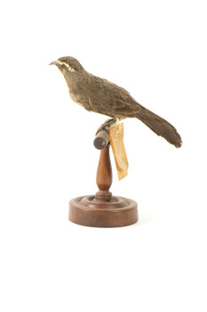 white-browed babbler bird standing on a wooden mount facing right