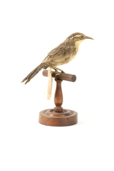 white-browed babbler bird standing on a wooden mount facing left