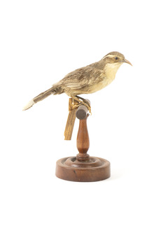 white-browed babbler bird standing on a wooden mount facing front/right