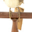 close up of a white-browed babbler bird standing on a wooden mount facing forward