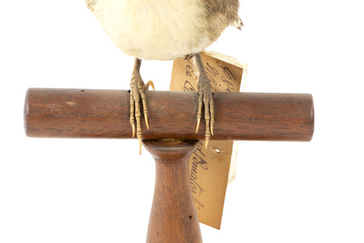 close up of a white-browed babbler bird standing on a wooden mount facing forward