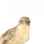 close up of a white-browed babbler bird standing on a wooden mount facing forward